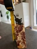 Stima di Scultura in Bronzo – Gatto su un Basamento in Marmo Rosso
