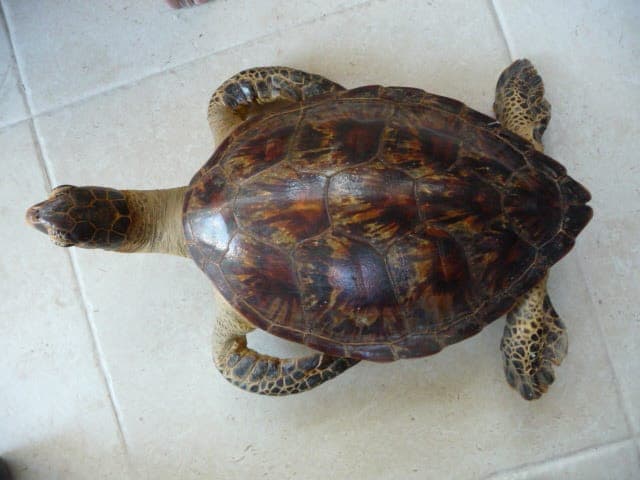 Stima di Prezzo per un Mobile Antico a Forma di Tartaruga Naturalizzata – Dimensioni 60cm x 38cm