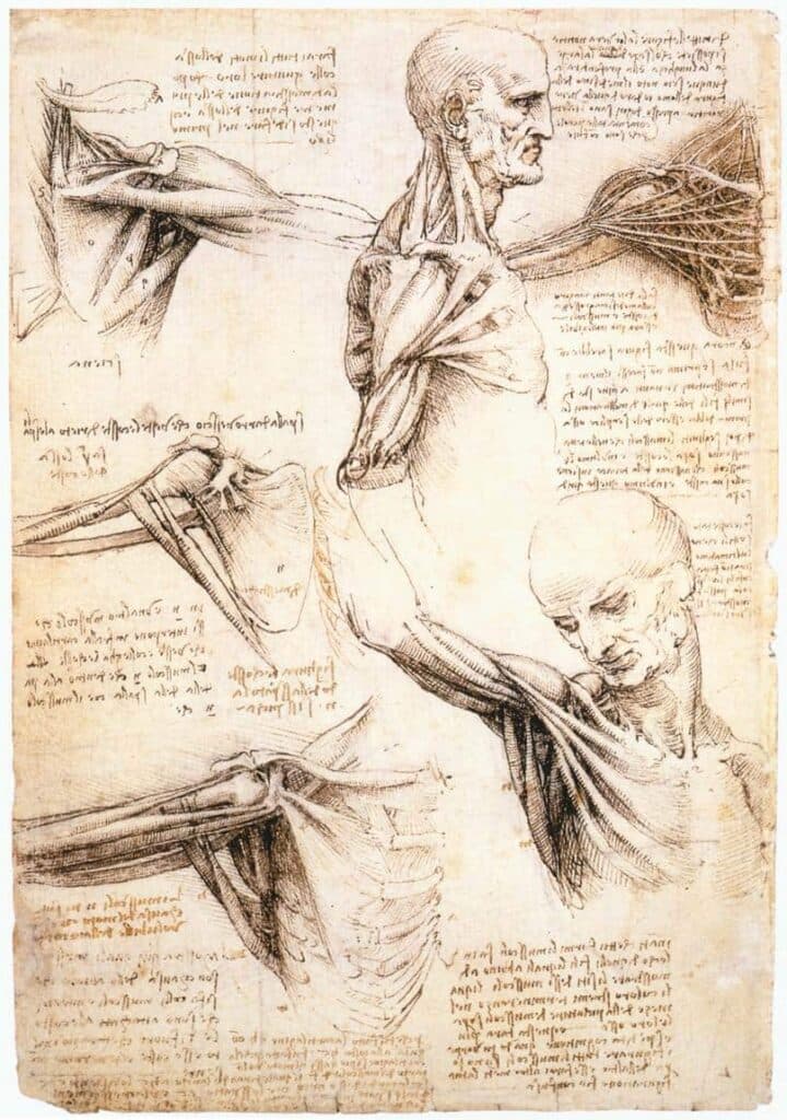 Disegno anatomico: stima gratuita Disegno anatomico: stima gratuita