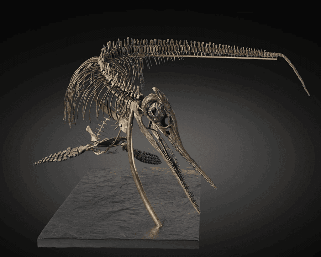 Stima fossile di dinosauro gratuita Stima fossile di dinosauro gratuita